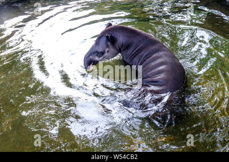 Sud Americana tapiro, Tapirus terrestris, nuota in acqua Foto Stock