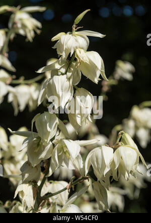 Close up della lanterna bianco fiori a forma di Yucca. Foto Stock