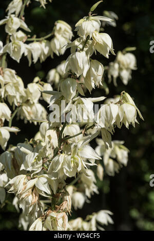 Close up della lanterna bianco fiori a forma di Yucca. Foto Stock