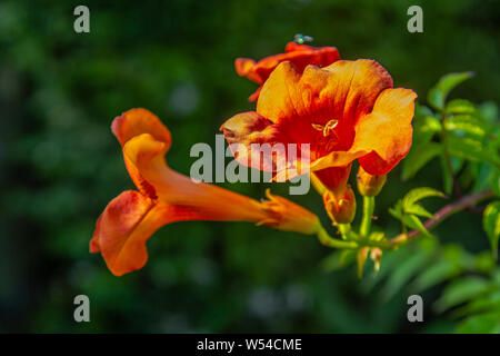 Close-up di fiori di una tromba di superriduttore (campsis) Foto Stock