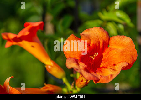 Close-up di fiori di una tromba di superriduttore (campsis) Foto Stock