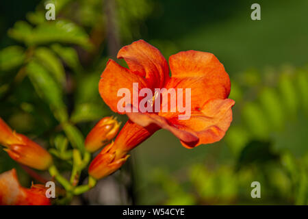 Close-up di fiori di una tromba di superriduttore (campsis) Foto Stock