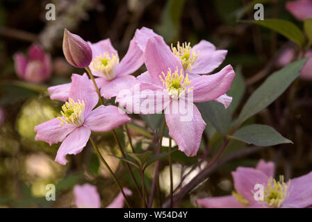 Chiudere l immagine della rosa Clematis Montana "rubens" arrampicarsi su di un pergolato. Foto Stock