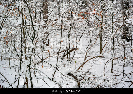 Scena invernale in legno Cobnar entro tombe Park, Sheffield, con un semi-astratti colpo di rami e foglie contro uno sfondo di neve. Foto Stock