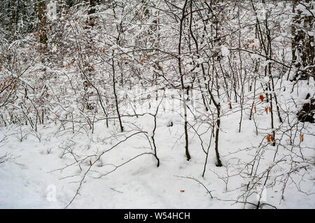 Scena invernale in legno Cobnar entro tombe Park, Sheffield, con un semi-astratti colpo di rami e foglie contro uno sfondo di neve. Foto Stock