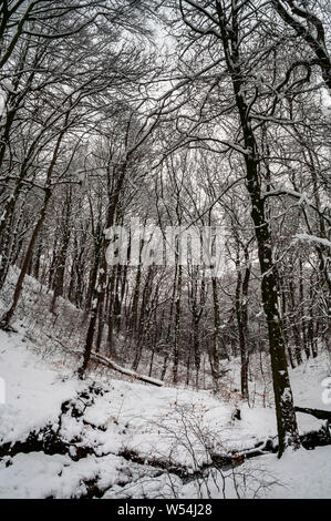 Scena invernale in legno Cobnar entro tombe Park, Sheffield, cercando salita seguendo il flusso. Foto Stock