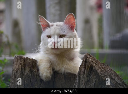 Bianco delizioso gattino randagio salito sulla cima di un registro Foto Stock