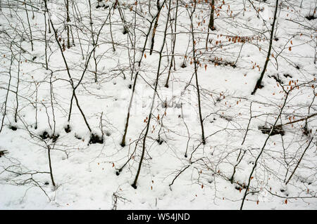 Scena invernale in legno Cobnar entro tombe Park, Sheffield, con un semi-astratti colpo di rami e foglie contro uno sfondo di neve. Foto Stock