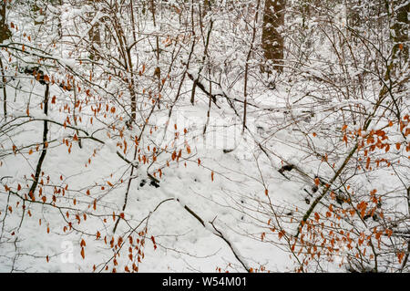 Scena invernale in legno Cobnar entro tombe Park, Sheffield, con un semi-astratti colpo di rami e foglie contro uno sfondo di neve. Foto Stock