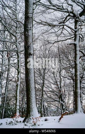 Scena invernale in legno Cobnar entro tombe Park, Sheffield, con neve mettendo in evidenza gli alberi. Foto Stock