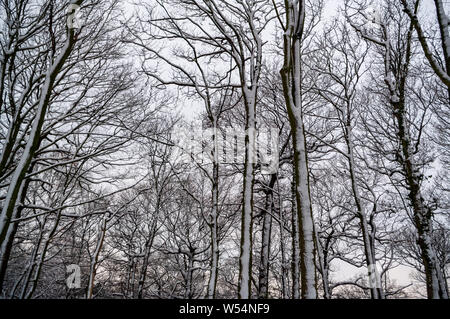 Scena invernale in legno Cobnar entro tombe Park, Sheffield, con neve mettendo in evidenza gli alberi. Foto Stock