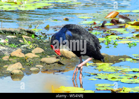 Una chiusura del bellissimo Swamphen africani cercando per il pranzo in un laghetto di gigli. Fotografato in Sud Africa Foto Stock