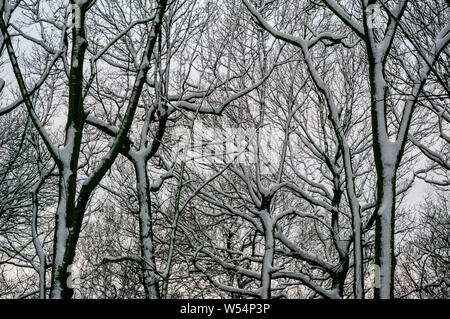 Scena invernale in legno Cobnar entro tombe Park, Sheffield, con neve mettendo in evidenza gli alberi. Foto Stock