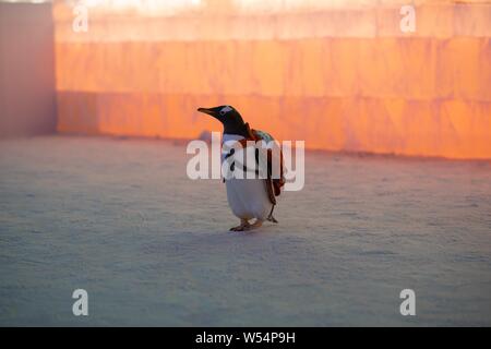 Un pinguino che porta un sacco di visite xx Cina Harbin ed al Mondo del Ghiaccio e della neve 2019 nella città di Harbin, a nord-est della Cina di Provincia di Heilongjiang, 13 gennaio 2019. Foto Stock