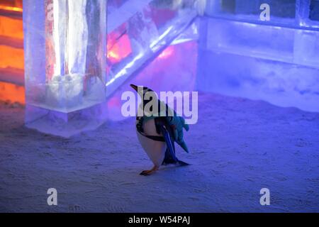 Un pinguino che porta un sacco di visite xx Cina Harbin ed al Mondo del Ghiaccio e della neve 2019 nella città di Harbin, a nord-est della Cina di Provincia di Heilongjiang, 13 gennaio 2019. Foto Stock