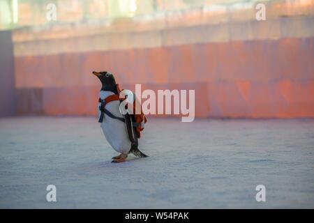 Un pinguino che porta un sacco di visite xx Cina Harbin ed al Mondo del Ghiaccio e della neve 2019 nella città di Harbin, a nord-est della Cina di Provincia di Heilongjiang, 13 gennaio 2019. Foto Stock