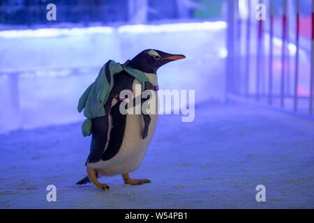 Un pinguino che porta un sacco di visite xx Cina Harbin ed al Mondo del Ghiaccio e della neve 2019 nella città di Harbin, a nord-est della Cina di Provincia di Heilongjiang, 13 gennaio 2019. Foto Stock