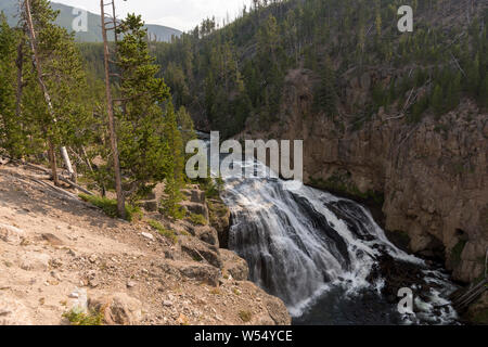 Gibbone rientra nel Parco Nazionale di Yellowstone in Wyoming Foto Stock