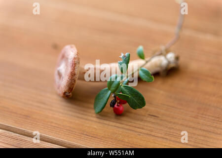 Cowberry e lactarius rufus fungo su legno Foto Stock