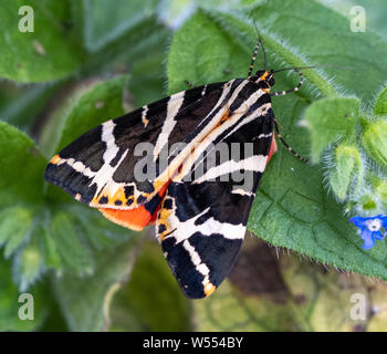 Raro Jersey Tiger Moth, Euplagia quadripunctaria, insolitamente trovato in un giardino di Londra in appoggio in verde Alkanet, Pentaglottis sempervirens Foto Stock