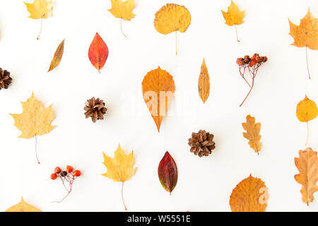 Asciugare le foglie di autunno, sorbe e pigne Foto Stock