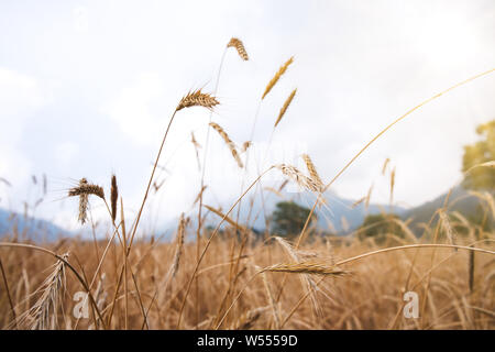 Campo di grano. Spighe di grano dorato vicino. Sfondo di orecchie di maturazione di prato campo di grano Foto Stock