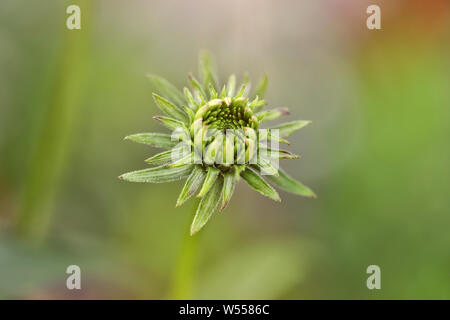 Germoglio di fiore si apre in un giardino blur Foto Stock