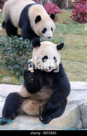 Il panda gigante gemelli 'Xinghui' e 'Xingfan' giocare insieme come essi incontrano il pubblico per la prima volta dopo la sedimentazione in Nantong a Nantong Forest Foto Stock