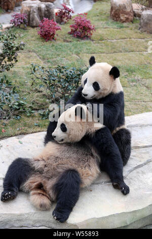 Il panda gigante gemelli 'Xinghui' e 'Xingfan' giocare insieme come essi incontrano il pubblico per la prima volta dopo la sedimentazione in Nantong a Nantong Forest Foto Stock