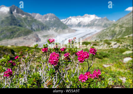 Vedute del maestoso ghiacciaio di Aletsch in Svizzera Foto Stock