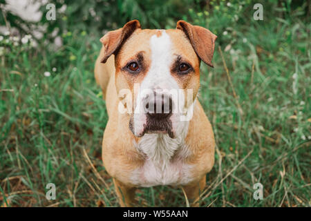 Viso carino di un cane su un prato verde, vista dall'alto. Tipo e calma staffordshire terrier in posa all'aperto Foto Stock