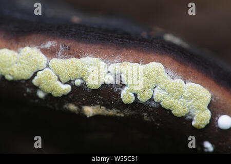 Hypocrea pulvinata, noto come il cuscino color ocra, che cresce su un host polypore noto come il nastro rosso conk, Fomitopsis pinicola Foto Stock