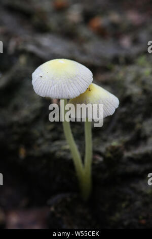 Bolbitius titubans, noto anche come Bolbitius vitellinus, comunemente chiamato Fieldcap giallo o tuorlo d'uovo Fieldcap di funghi selvatici che crescono su sterco di vacca in Fin Foto Stock