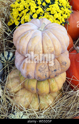 Cenerentola zucca zucca presso la piazza del mercato Foto Stock