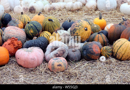 In inverno il gourd squash sul terreno Foto Stock