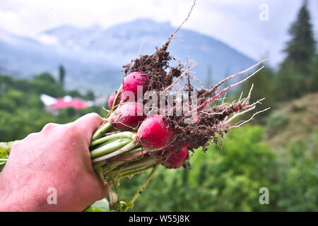 Organic ravanelli, gli agricoltori tenere fresche raccolte in rosso il Ravanello di verdure Foto Stock
