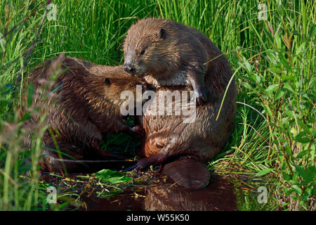 Due castori 'Castor canadensis', salutarsi e curarsi a vicenda in una zona appartata nel loro laghetto castoro. Foto Stock