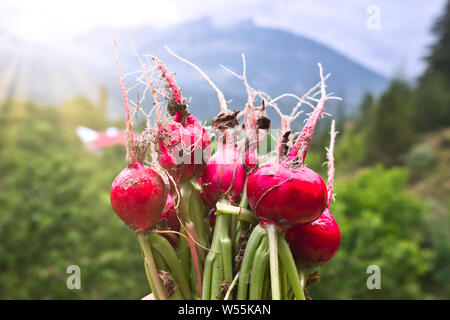 Ravanelli con il suolo, gli agricoltori mani fresche raccolte in rosso il Ravanello di verdure Foto Stock