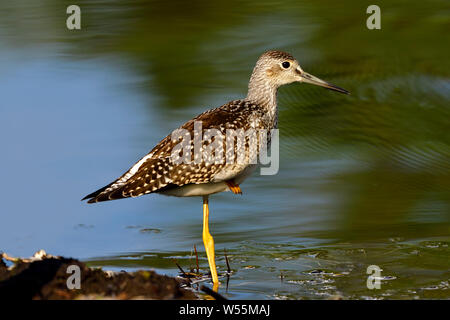 Una maggiore ' yellowlegs Tringa melanoleuca', wading in acque poco profonde in corrispondenza del bordo di una palude stagno nelle zone rurali di Alberta in Canada. Foto Stock