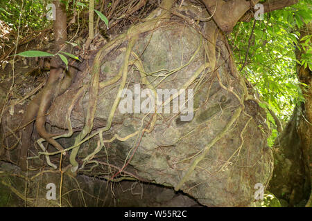 Enorme masso ricoperta da alberi tropicali radici. Pino radici sulla pietra. Un albero che cresce sulla parte superiore di una grande roccia con le sue radici affondano in basso Foto Stock