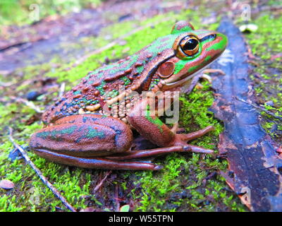 Rana verde nella foresta di Nuova Zelanda Foto Stock