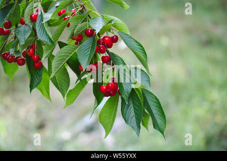 La nana in ciliegio, di frutta rossa matura poco dwarf ciliegie sul frutto di ciliegio ramo di albero Foto Stock
