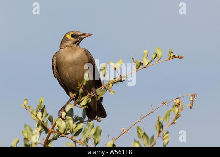 Lappenstar / Wattled starling / Creatophora cinerea Foto Stock