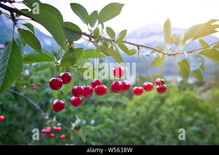 Le ciliege acide su cherry il ramo di un albero di ciliege acide di albero in giardino e la luce del sole Foto Stock