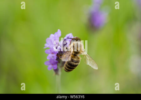 Apis mellifera, European Honey Bee, Western honey bee raccogliendo il nettare dai fiori di lavanda. Regno Unito Foto Stock