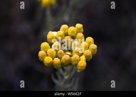 "Helichrysum arenarium' Fiore è anche noto come dwarf everlast, eterna e come immortelle Foto Stock