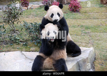 Il panda gigante gemelli 'Xinghui' e 'Xingfan' giocare insieme come essi incontrano il pubblico per la prima volta dopo la sedimentazione in Nantong a Nantong Forest Foto Stock