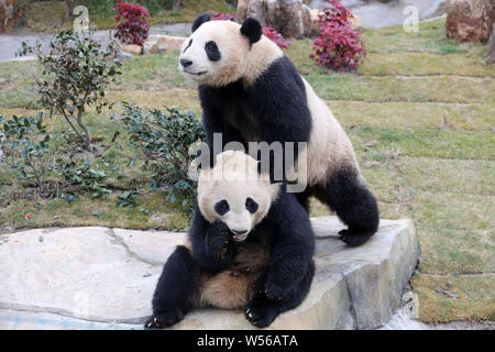 Il panda gigante gemelli 'Xinghui' e 'Xingfan' giocare insieme come essi incontrano il pubblico per la prima volta dopo la sedimentazione in Nantong a Nantong Forest Foto Stock