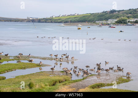 Il guardando attraverso il Teifi estuary tra Cardigan e Poppit Sands, Ceredigion, Wales, Regno Unito Foto Stock