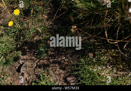 Notevole il camuffamento del temolo butterfly (Hipparchia semele), Scozia Foto Stock